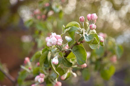 spring garden. Blooming twig of apple tree. copyspace. Aesthetic beauty.