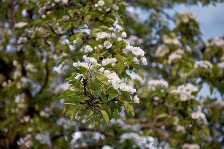 Pear blooming close up. natural seasonal background. Beauty in nature, relax, gardening.