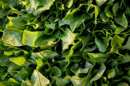 Green fresh organic spinach background. top view. high quality photoの写真素材