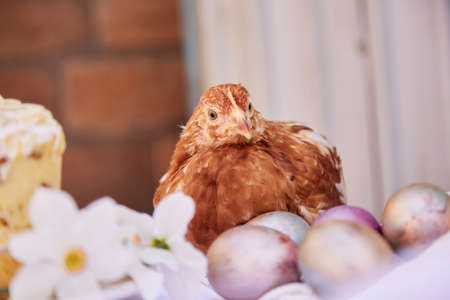 Pastel multicolored eggs, narcissus flowers with Easter cake and chicken. Easter background. Seasonal festive post card. Cottagecore aesthetic.の写真素材