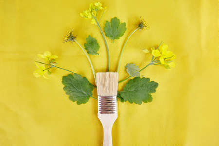 Splash of spring yellow herbal flower from paint brush on yellow background. Sustainable, cottage...