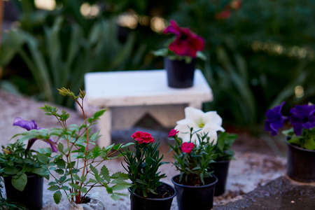 Flowers pots and garden tools surrounded by plants. Home gardening, spring garden, love of plants and care. Small business. flower shop, flowerpot, garden, gardening Cottage core botany aesthetic.の写真素材