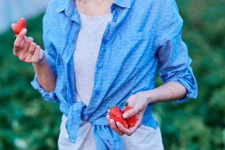 Woman in greenhouse harvesting fresh organic juicy red berries strawberries. Harvest organic colorful agriculture, countryside, ecology, environment, farm, food, fruit, gardenの写真素材