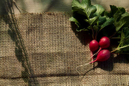 Bunch of radishes on sacking background.Natural food. Copy space with shadows. Organic, healthy snack under natural shadows outside. Rustic, organic eat out food. Summer picnic in countryside.の写真素材