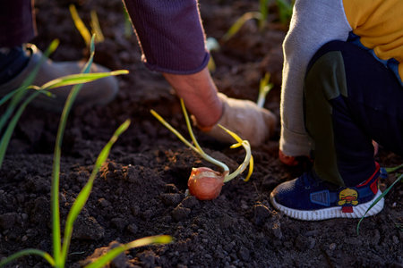 Grandmother and grandson works in the vegetable garden at sunset close up. Spring workの写真素材