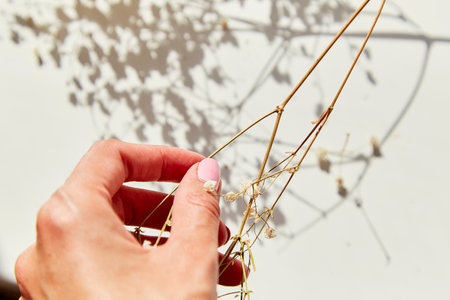 Gypsophila background. Dry flowers under hard shadows. Impotence, lack of strength concept. Woman hand holding bunch of dry gypsophilaの写真素材