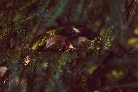 Autumn minimalist aesthetic background. Golden falling leaves on the bright green fir tree. Forest microcosm.の写真素材