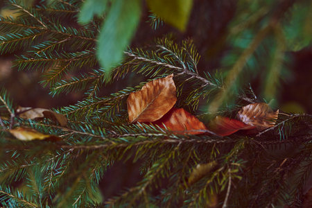 Autumn minimalist background.Aesthetic golden falling leaves on the bright green fir tree. Forest microcosm.の写真素材