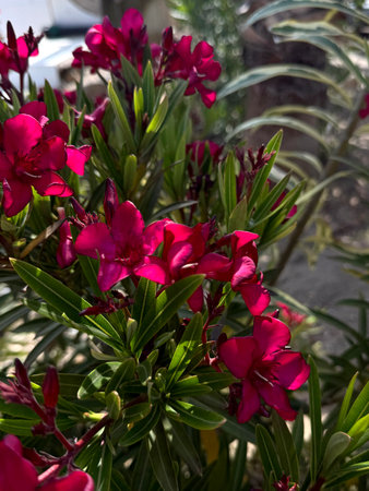Vibrant pink bougainvillea flowers blooming. Background.