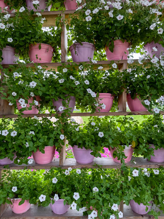Arrangement of blooming petunias in ceramic pots. Bright accent for home exterior styling.の写真素材