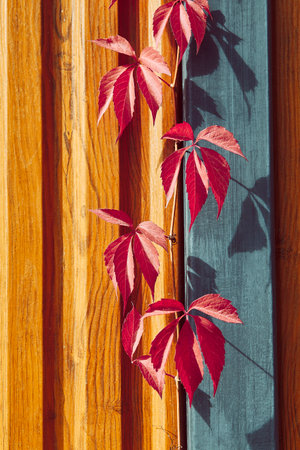 Red leaves abstract background. Autumn atmosphere.の写真素材
