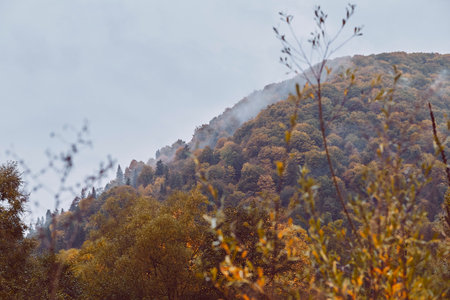 Golden fall forest mountain colorful landscapeの写真素材