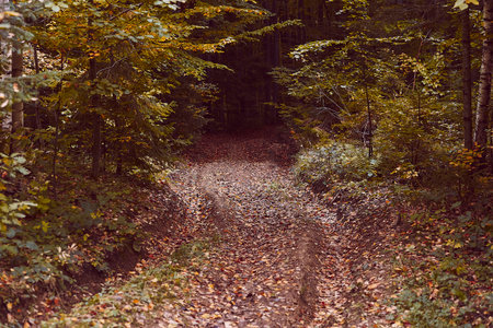 Autumn road background scenic fall landscape. Empty autumn road with colorful trees.