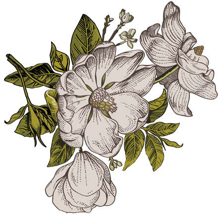 Brier, dog-rose, rose-hip. Classic pattern. Beautiful white flowers. Vintage background with blooming flowers. Drawing, engraving. Freehand. Wallpaper. Vector victorian style Illustration.のイラスト素材