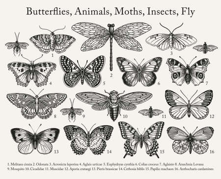 Set Butterfly Butterflies animals moths insect fly peacock makhaon Dragonfly realistic isolated Vintage background Wallpaper Drawing engraving sketch. vector victorian illustrationのイラスト素材