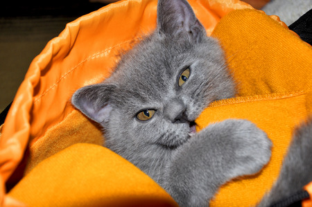 The British breed kitten playing bites bagの写真素材