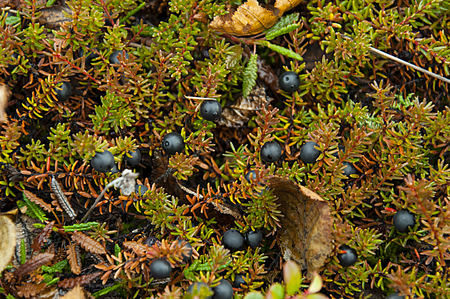 Close-up. The berries are black on a bush with needle-like leavesの写真素材
