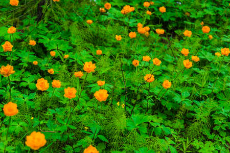 Summer meadow full of flowers frying bright yellow color among the greeneryの写真素材