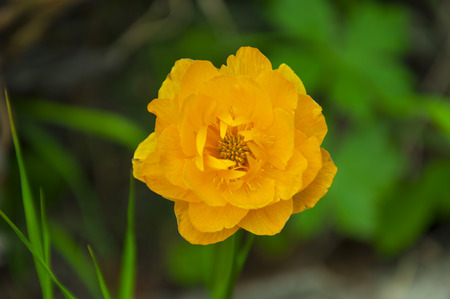 A closeup of the flower frying bright yellow with orangeの写真素材