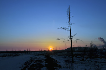 Sunset in the beginning of winter and a lonely tree without leavesの写真素材