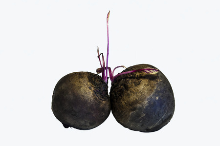 Close-up, izolyant two vegetable sugar beet, with upright sprouts.の写真素材