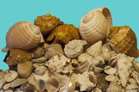 A large number of shells stacked side by side on a blue background