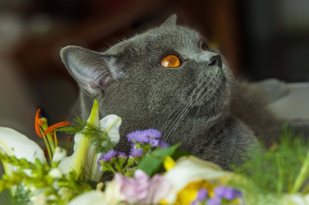 Lack of interest from a pet standing next to the flowers in the basketの写真素材