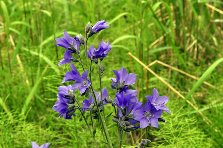A patch of little blue flowers among the lush green grassの写真素材