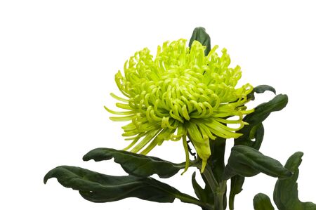 Close- up of chrysanthemum flower with a stem and leaves on a white backgroundの写真素材