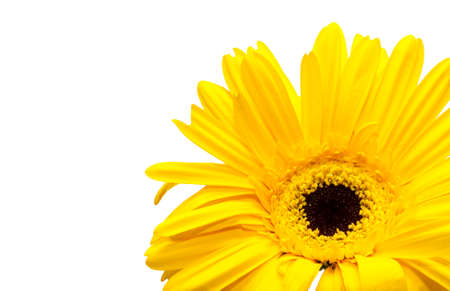 Close up of yellow chrysanthemums on a white backgroundの写真素材
