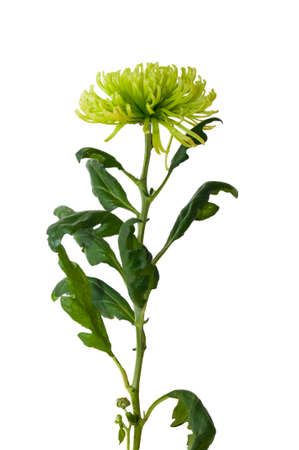 Close- up of chrysanthemum flower with a stem and leaves on a white backgroundの写真素材
