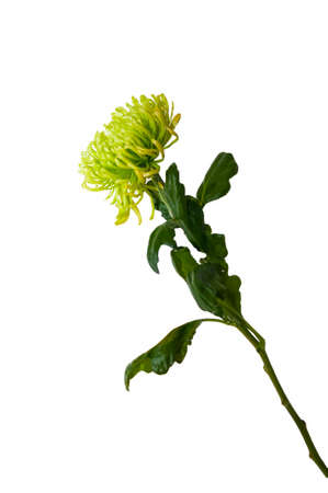 Close- up of chrysanthemum flower with a stem and leaves on a white backgroundの写真素材