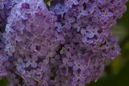 Closeup of the blossoming lilac, against the background of green leaves