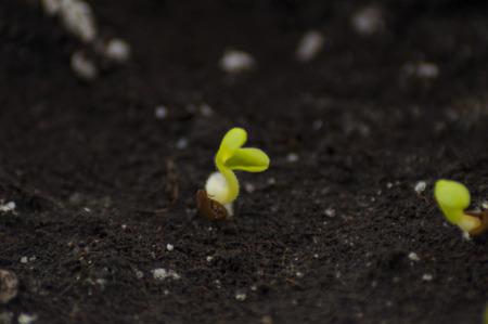 the sprouted geranium seeds with small sprouts against the background of the soilの写真素材