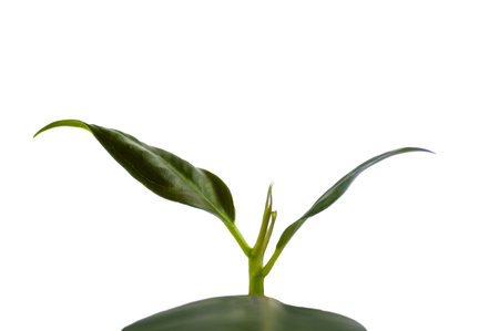 small branch of a ficus rubber-bearing with a big leaf, on a white backgroundの写真素材