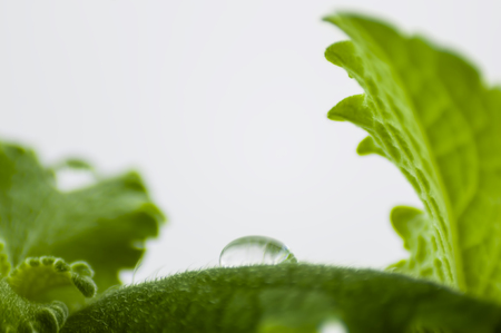 close up of a drop of water on a leaf of a plant, with carved edge and a fluffy surface on a light...