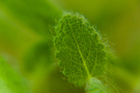 Close-up of a fluffy leaf of sage on a blurred green background