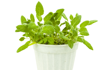 Spicy plant of sage, in a white plastic pot on a white backgroundの写真素材