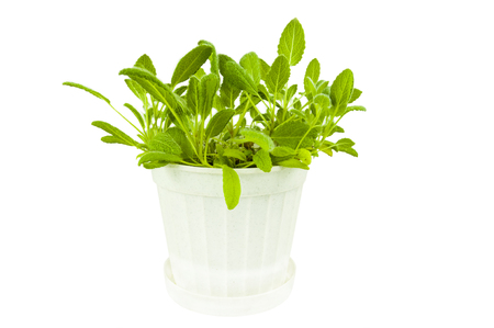 Bush sage in a white plastic pot on white backgroundの写真素材