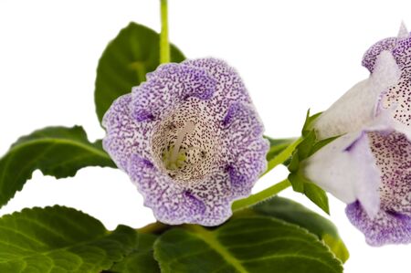 close up of three flowers of a gloxinia, with violet points, on a white backgroundの写真素材