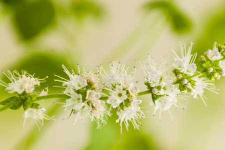 close up of an inflorescence of mint, on an indistinct backgroundの写真素材