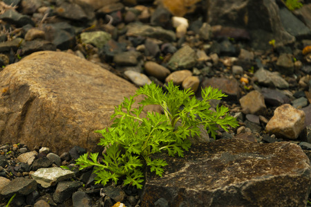 the small bush of a wild grass, grows between two big stonesの写真素材