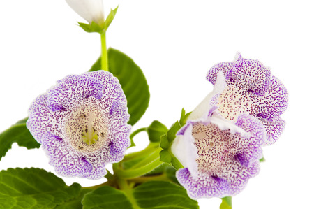 close up of three flowers of a gloxinia, with violet points, on a white backgroundの写真素材