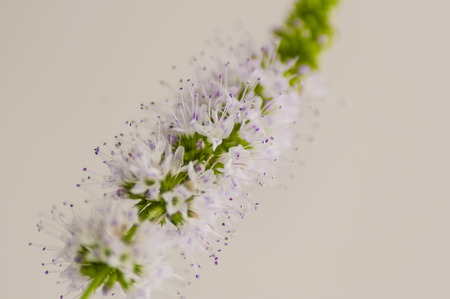 close up of an inflorescence of mint, on an indistinct backgroundの写真素材