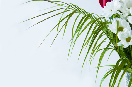 branch of a palm tree with long wines and flowers of white chrysanthemum, on a light backgroundの写真素材