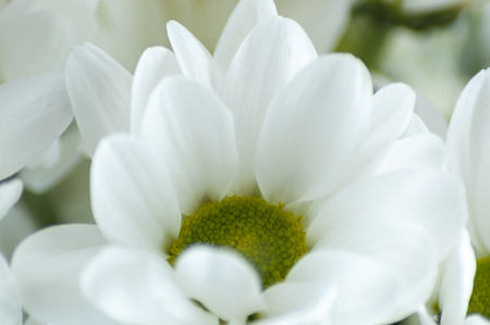 chrysanthemum white with a yellow center, close-up on a light backgroundの写真素材