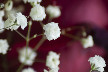 gypsophila inflorescence, white, fluffy flowers on a dark red backgroundの写真素材