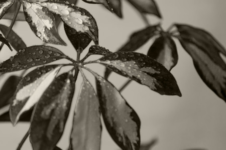 Close-up of sheflera leaf green yellow leaf color on a light background, with water drops, in black and whiteの写真素材