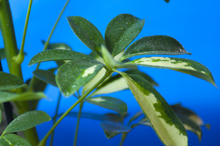 Close-up of leaf shefflera green yellow leaf color on a blue background, with water dropsの写真素材