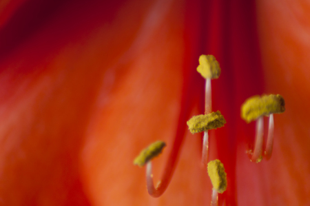 A closeup of the stamens of the flower Amaryllis bright, crane-orange colorの写真素材